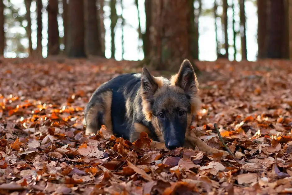 Zaginął pies Morus w Mizernie – właścicielka prosi o pomoc