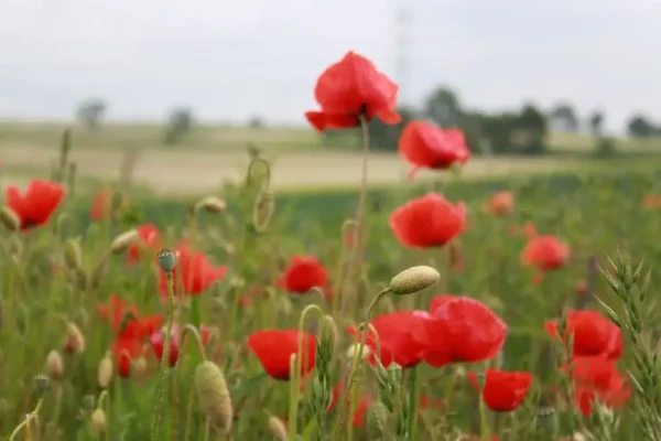 34. Gminne Dożynki w Jabłonce – święto plonów na Orawie