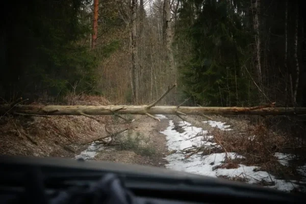 Powalone drzewo zablokowało drogę i koryto rzeki w Lipnicy Wielkiej